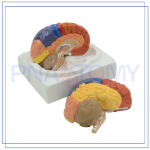 PNT-0612 modelo de cerebro plástico anatómico humano para regalo promocional